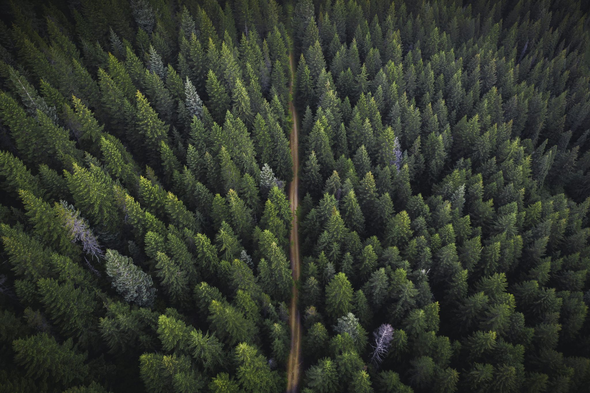 Perfect balance between nature and urban development with lush green landscapes, eco-friendly spaces, and sustainable environments fostering well-being and innovation.
